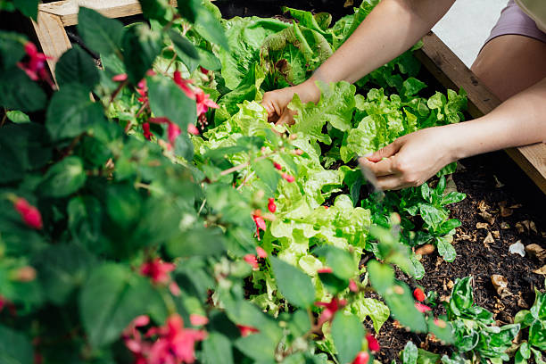 Close up female Hands picking thriving vegetable patch filled with fresh lettuce and herbs in kitchen garden bed in her yard. Home planting and food growing. Sustainable lifestyle. Gardening hobby