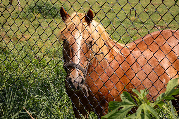 A horse standing behind a chainlink fence
