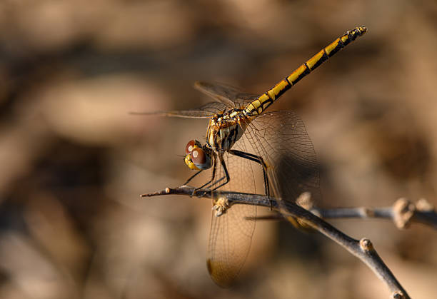istock Dragonfly Sitting on a Branch at Sunset 2233599348