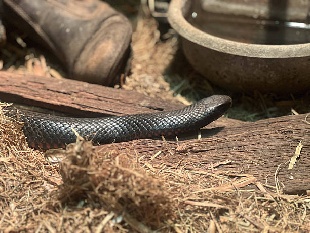 istock Redbelly snake Storeria occipitomaculata 2233599399