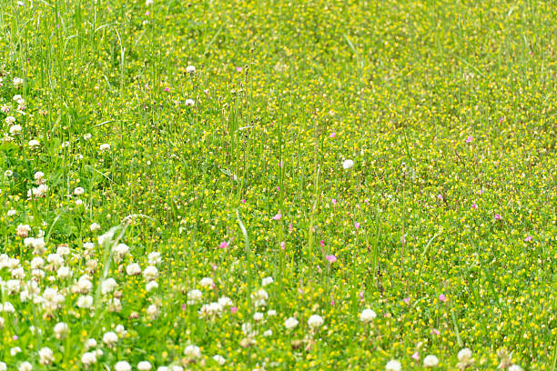 spring green grass field with small white and yellow flower background