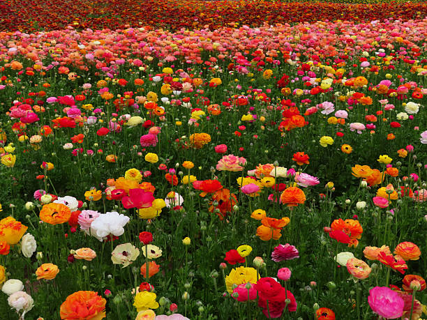 istock Multi-Colored Buttercup Flowers in a Field 2233600468