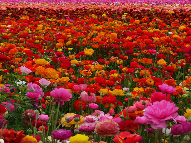 istock Multi-Colored Buttercup Flowers in a Field 2233600530