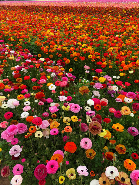 istock Multi-Colored Buttercup Flowers in a Field 2233600536
