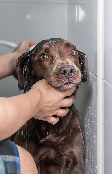 istock Adorable puppy showering with shampoo and water 2233600934