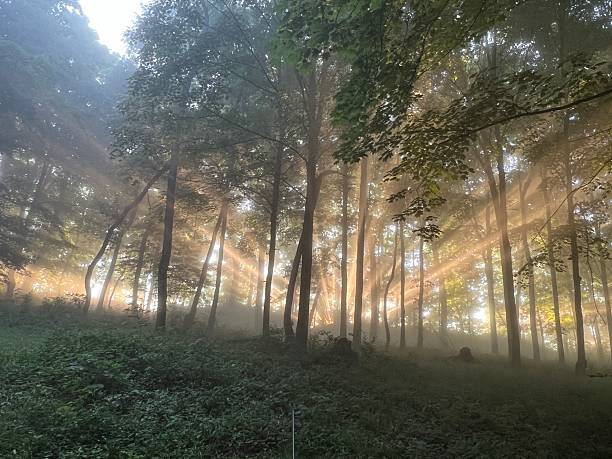 istock Sunrise burst through fog and trees 2233601126