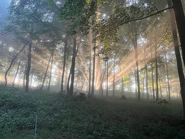 istock Sunrise burst through fog and trees 2233601132