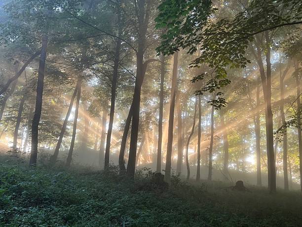 istock Sunrise burst through fog and trees 2233601139