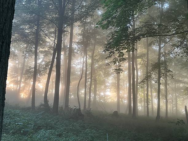 istock Sunrise burst through fog and trees 2233601216