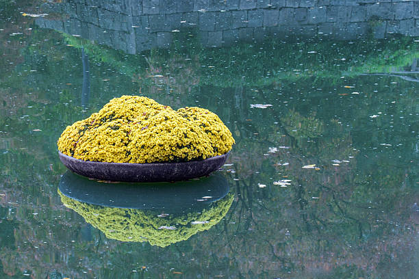 Chrysanthemum flowerbed floating in an autumn pond