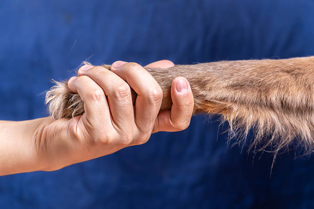 istock Brown Dog Giving Paw During Obedience Training at Home 2233602065