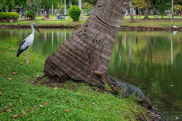 White cranes and lizards in Lumpini Park, Bangkok, Thailand