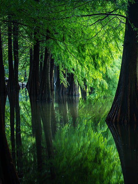 istock Metasequoia glyptostroboides wood 2233602776
