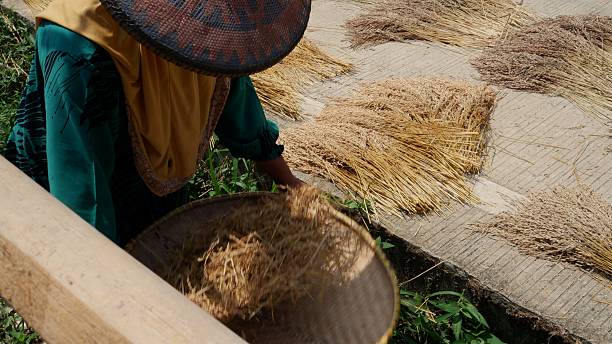 istock A female farmer is threshing rice to separate it from its husk. 2233607184