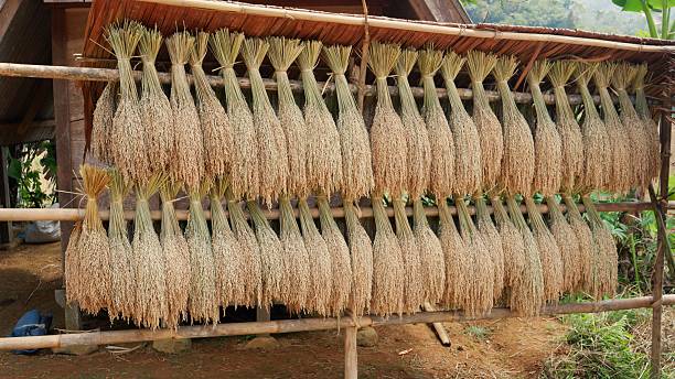 istock The rice harvest that is being hung up to dry. 2233607185
