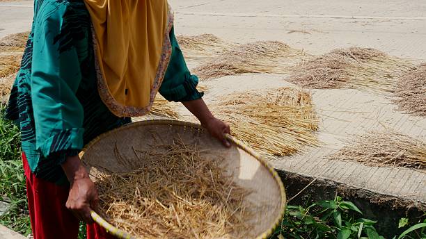 istock A female farmer is threshing rice to separate it from its husk. 2233607191