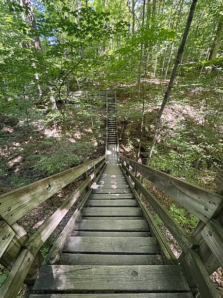 istock Wooden staircase in a forest 2233608738