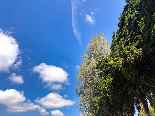 A dynamic low-angle shot of a vibrant blue sky dotted with scattered clouds, towering trees framing the view.