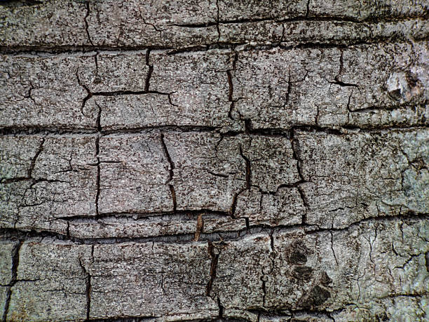 Close-up of rough tree bark with natural cracks and textures. Ideal for abstract backgrounds, organic design, or nature-themed compositions.