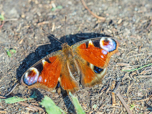 istock Peacock butterfly on the ground among the grass 2233615363