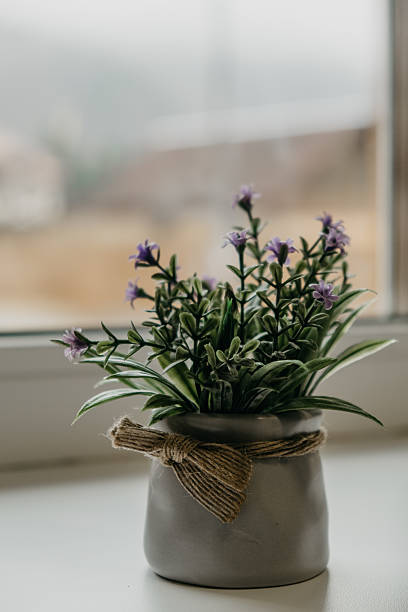 istock decorative plant in neutral pot placed by window on cloudy day in cozy interior setting. closeup. 2233615449