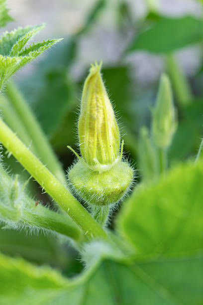 istock Young Pattypan Squash Bud on Plant in Garden 2233617348