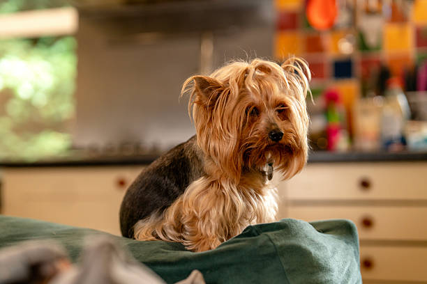 istock Yorkshire Terrier sitting calmly on a green sofa in a colorful kitchen during a sunny afternoon 2233618363