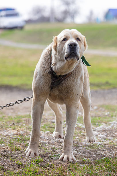 istock An Alabai dog on a chain stands on the grass. 2233619791