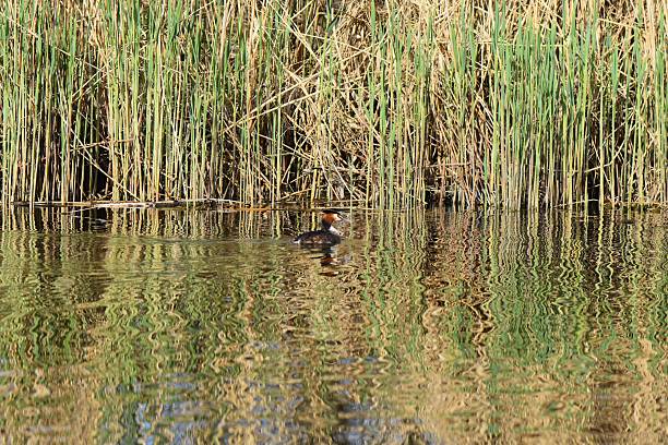 istock Great crested grebe, Podiceps cristatus, swimming on a lake 2233621176