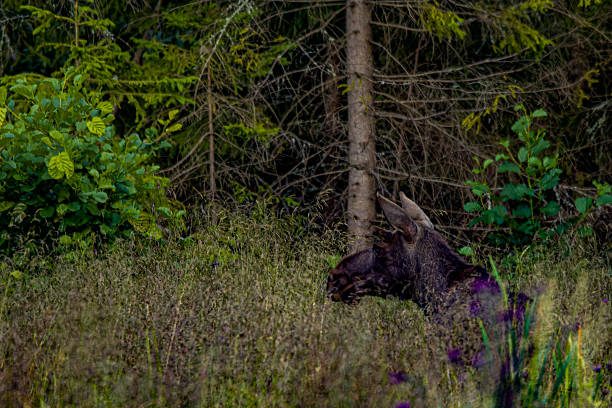 Moose cow (Alces alces) standing in dense forest  typical scene of Scandinavian wilderness