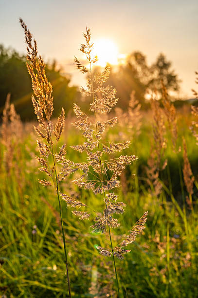 istock Sunlit Meadow Grasses in a Tranquil Landscape 2233621955