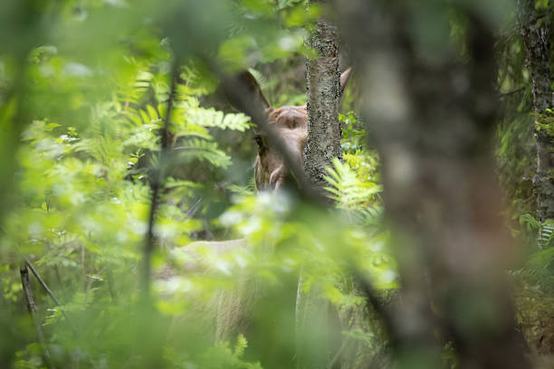 Moose cow (Alces alces) standing in dense forest  typical scene of Scandinavian wilderness