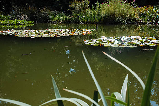 Zagreb, Croatia - August 28, 2012 - Tranquil pond with water lilies and lush greenery in serene garden setting.