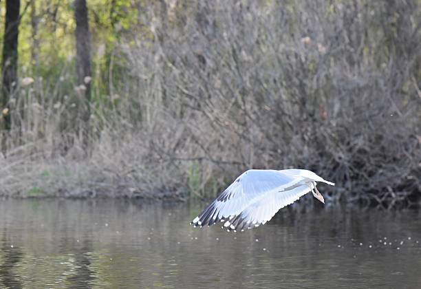 seagull flying in the sky over the river, nature series