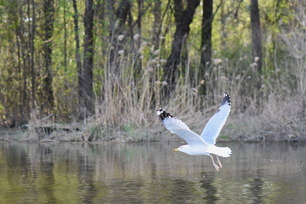 seagull flying in the sky over the river, nature series