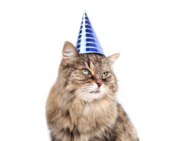 A portrait of a white cat with green eyes wearing a yellow hat with two pigtails, photographed at home.