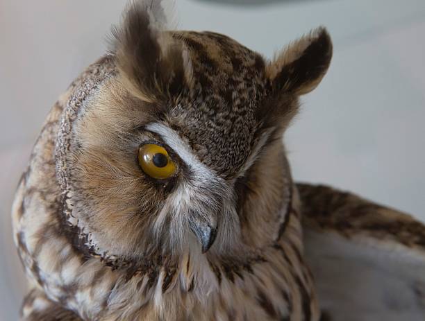 Head of an owl, big eyes. Bird in the Netherlands