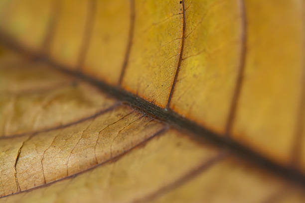 lose-up macro image of a dried leaf showcasing its delicate textures, intricate veins, and natural patterns formed through the drying process. The detailed shot emphasizes the beauty of organic decay and the artistic design found in nature. Perfect for themes related to environment, botany, autumn, textures, backgrounds, and the natural life cycle of plants.