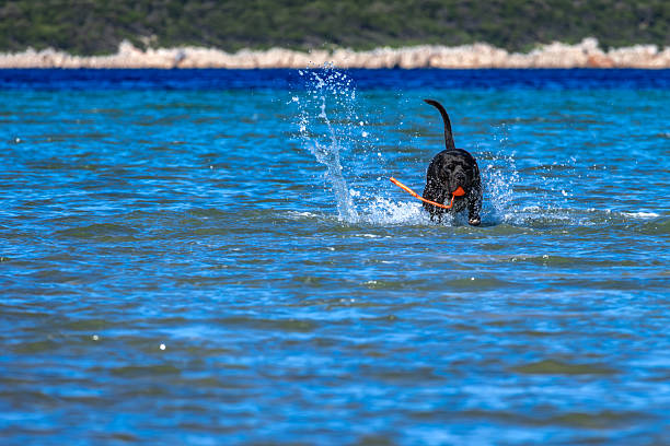 Black Cane Corso guard dog running in water, dog training, playing catch with a dog