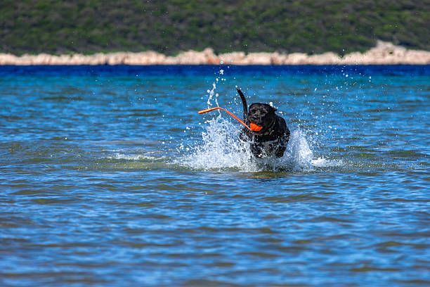 istock Black Cane Corso guard dog running in water, dog training, 2233629290