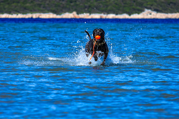 Black Cane Corso guard dog running in water, dog training, playing catch with a dog