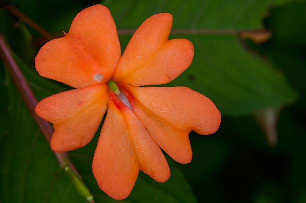 Close up of Painted Paradise Orange wildflower (Impatiens hawkeri)