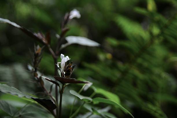 Flowers of the wild Tonkin Beccariana (Beccarinda tonkinensis) plant