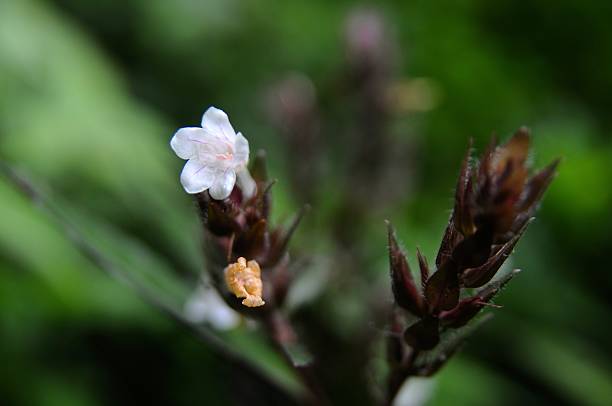 Flowers of the wild Tonkin Beccariana (Beccarinda tonkinensis) plant