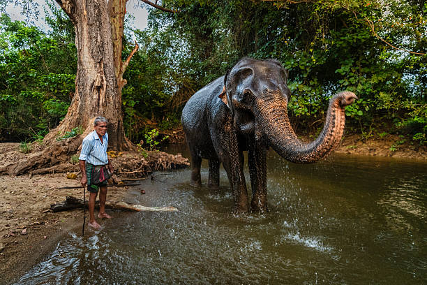 istock Mahout bathing his elephant in the river 2233630854