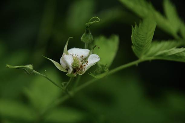 Close-up of Bramble-of-the-Cape (Rubus queenslandicus) flower