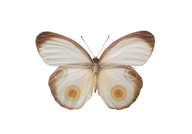 istock butterfly Taenaris catops isolated on white background 2233631228