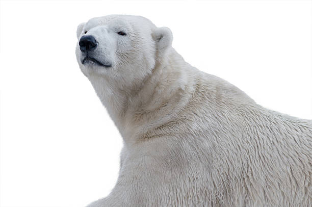 istock arctic bear portrait isolated on white background 2233631230