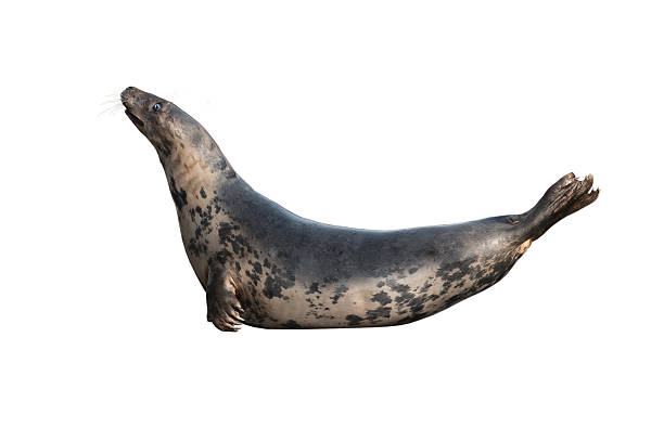 sea lion isolated on white background