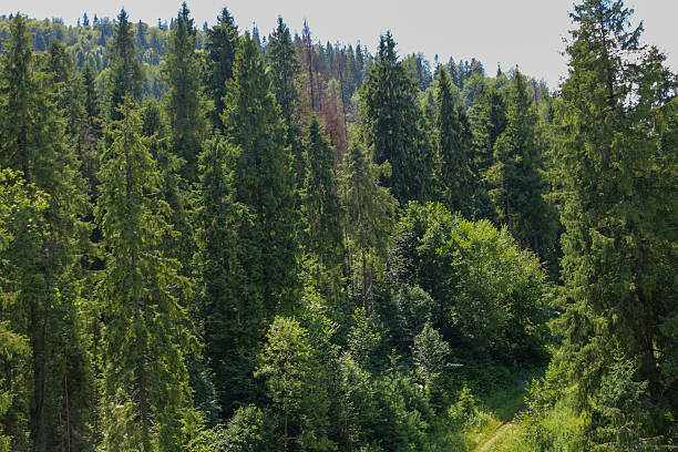 istock A dense forest slope covered with tall coniferous and deciduous trees. A narrow path is visible through the array of green. This image conveys a sense of wild, untouched nature, where peace and freshness prevail. 2233632434